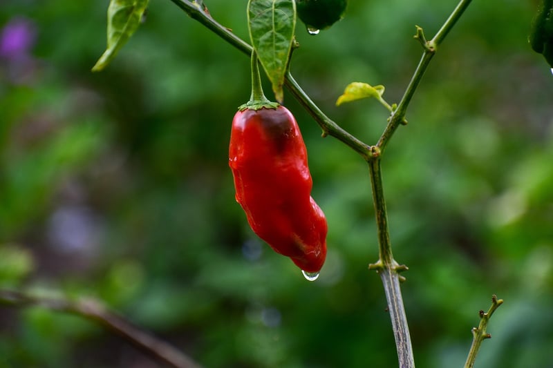 Spicy Cocktail