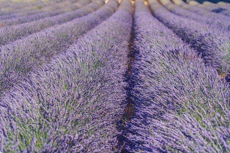 Lavender dessert